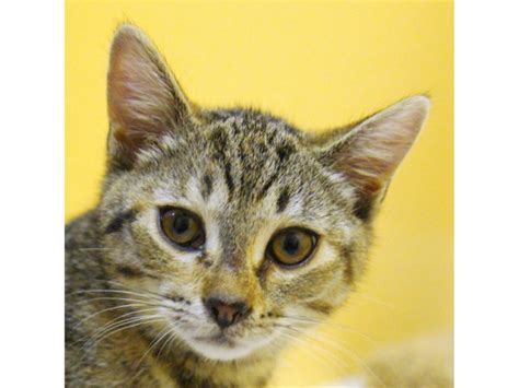 Kitty city at pet world is the official adoption center for stray pets in need of natick, ma. KITTENS GALORE!!! Kitty Connection has Kittens for ...