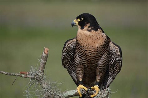 All About Animal Wildlife Peregrine Falcon Wildlife Wallpapers