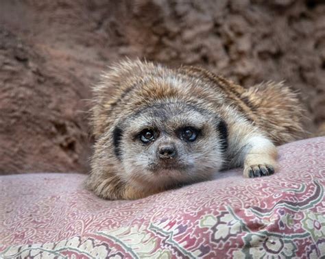 Asante The Meerkat Passes Away Due To Old Age — City Of Albuquerque