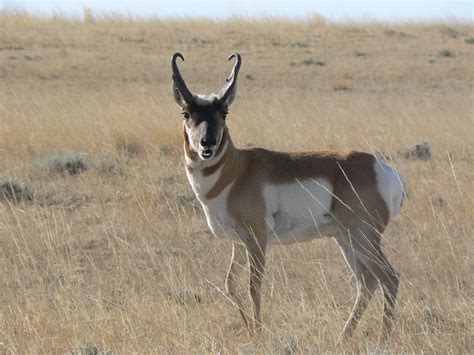 Wyoming Antelope Hunt