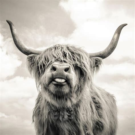 Close Up Portrait Of Scottish Highland Cattle On A Farm Unframed