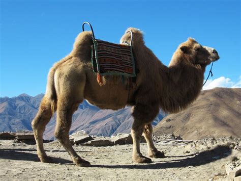 Camel Pictures And Facts Bactrian Camels