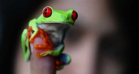The Best Pet Frogs For Beginners Reptile Centre Pet Frogs Red Eyed