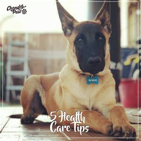 Check spelling or type a new query. Balanced Diet German Shepherds are very active, so they ...