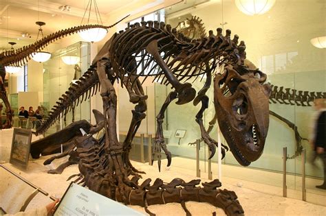 Один из самых крупных динозавров оказался падальщиком а не хищником