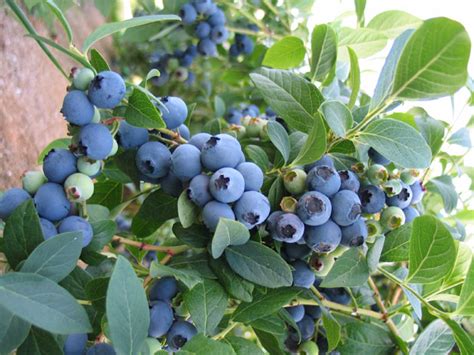 The Key To Growing Blueberries In Florida The Survival Gardener