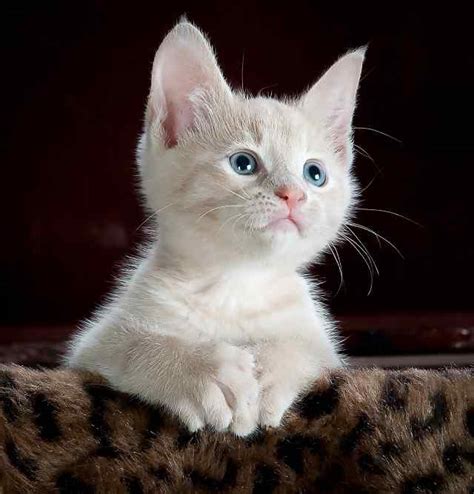 🐈girl Kitty Names ️ Search 150 Cute And Famous Cat Names