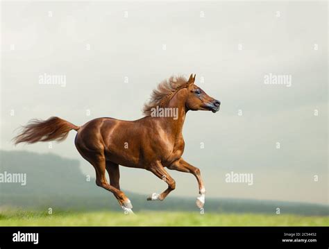 Beautiful Chestnut Arabian Stallion Running Wild Chestnut Arabian