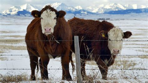 Bse Cow Born On Alberta Farm Says Canadian Cattlemens