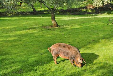20 Low Cost Pig Feed Options To Help Grow Tasty Pork