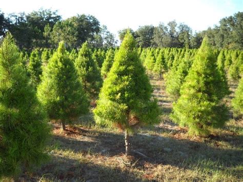Of home furnishings and interior design, gift shops, a gourmet luncheon restaurant and ohio grown christmas trees. Christmas Tree Farms in Florida