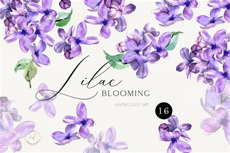Watercolor Lilac Clipart Purple Lilac Flower Png For Spring Etsy