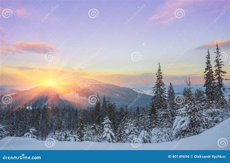 Pine Tree In Winter At Sunset In The Mountains Stock Photo Image Of