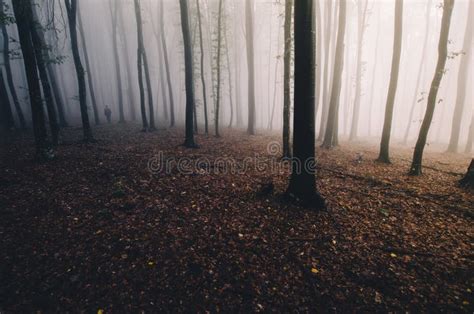 Trees Trough Fog Haunted Forest Stock Photos Free And Royalty Free