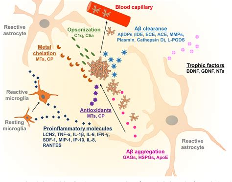 Functional Dissection Of Astrocyte Secreted Proteins Implications In