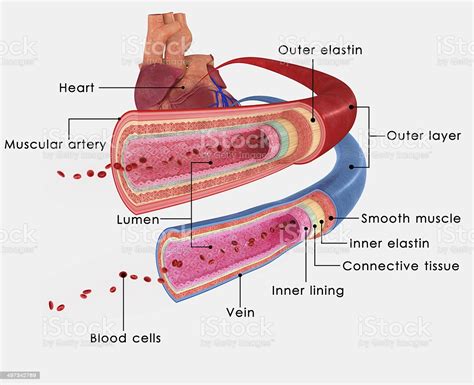 Structure of the artery wall : Blood Vessels Labelled Stock Photo - Download Image Now ...