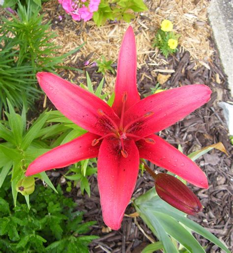 Red Asiatic Lily Asiatic Lilies Beautiful Flowers Lily