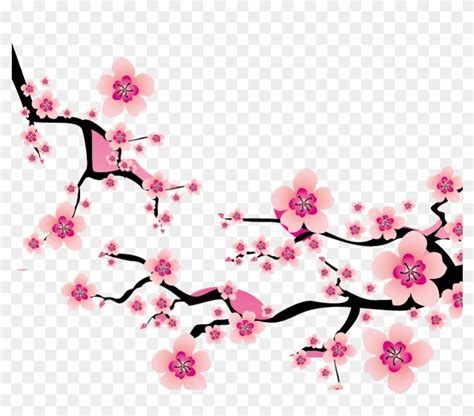 Sakura Blossom Clipart Plum Flower Cherry Blossom Vector
