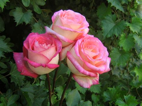 Akpicture Beautiful Roses