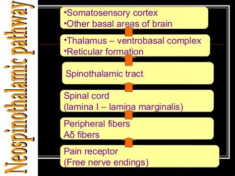 Physiology Of Pain Sensation