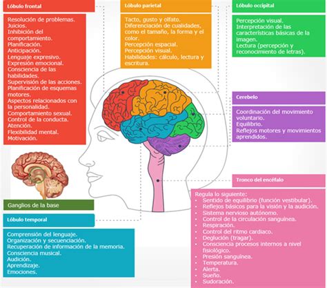Arriba Foto Mapa Del Cerebro Humano Y Sus Funciones Alta Definici N