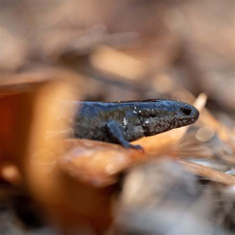 Donate South Carolina Partners In Amphibian And Reptile Conservation