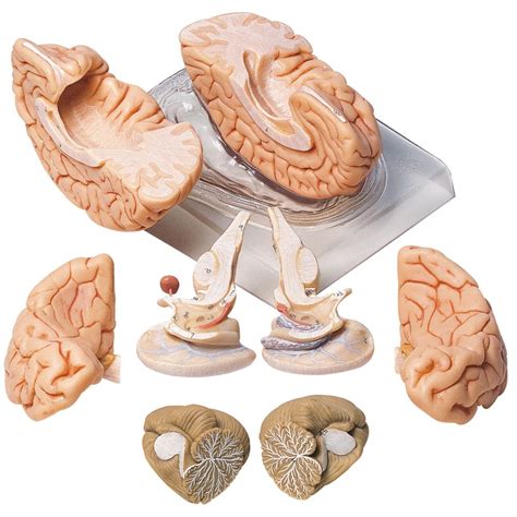 Somso Human Brain Model 8 Parts Carolina Biological Supply