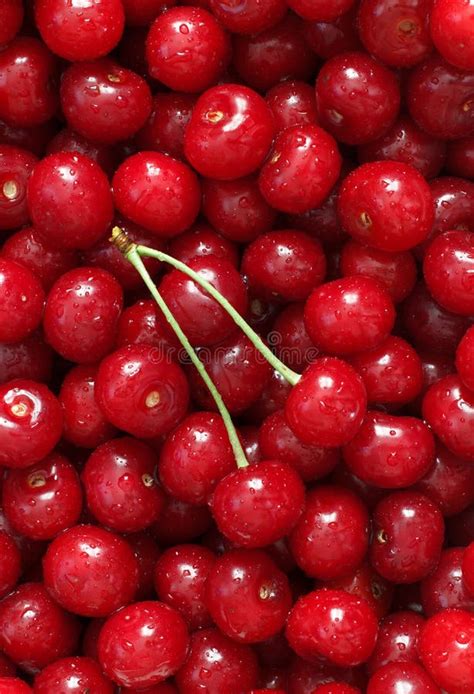 Fresh Natural Red Juicy Cherry Berries Stock Image Image Of Juicy
