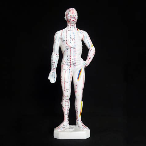 Anatomical Human 26cm Tall Acupuncture Model Acupuncture Models