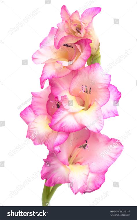 Maybe you would like to learn more about one of these? Gladiolus Priscilla. Pink Gladiolus Isolated On White ...