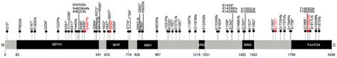 Schematic Representation Of The 66 Fancm Protein Truncating Variants