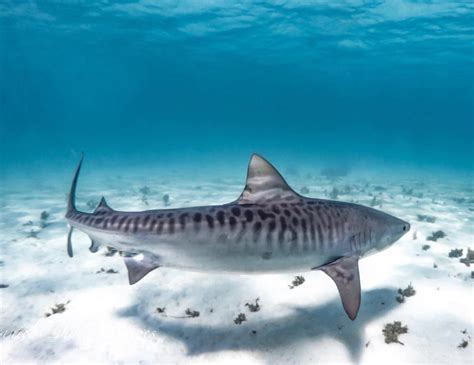 Tiger Shark Filetiger Shark Hawaii Aii Wikimedia Commons