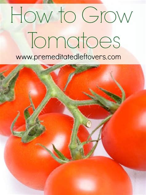 How To Grow Tomatoes Growing Organic Tomatoes Growing Tomatoes