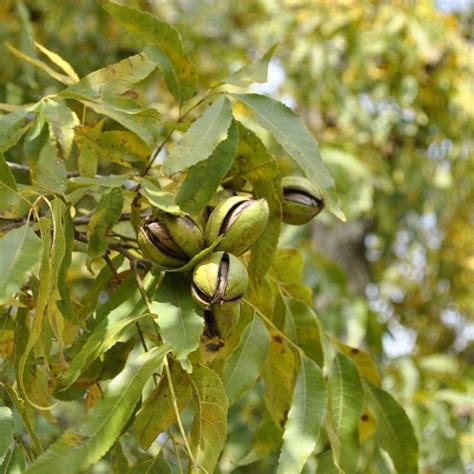 Trees of antiquity is a small family farm shipping heritage fruit trees to homes and farms for over forty years. pecan tree - Google Search | Pecan tree, Fruit trees for ...