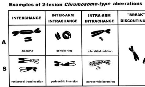 [pdf] An Introduction To Chromosomal Aberrations Semantic Scholar