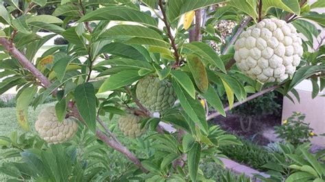 Jan 03, 2020 · according to avocado aficionado craig hepworth, the florida fruit geek, these trees can handle temperatures down to about 15°f and still produce fruit the next season. How to grow and care for Sugar Apple ( sweetsop ) trees in ...