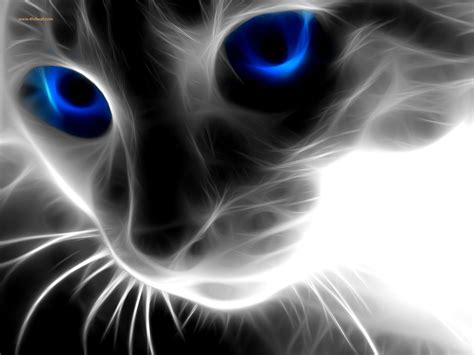 Cat With Blue Eyes Hd Wallpaper