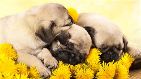 Video Watch As These Adorable Sleepy Pug Puppies Go To Bed 6abc