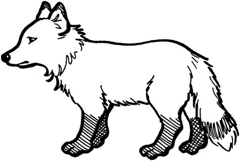 Arctic Fox Coloring Pages Coloring Home