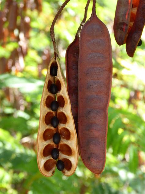 Stunning Seeds Seed Pods Pinterest Seeds Plants And Flowers