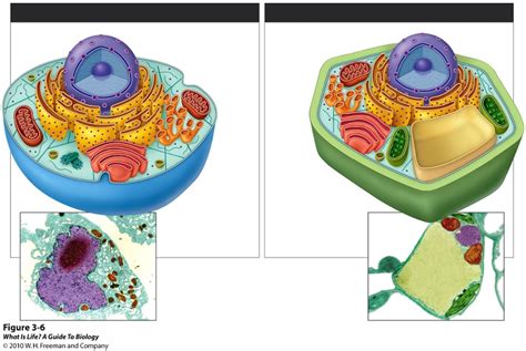 The cell is the structural and functional unit of the animal body and the in addition to its limiting function, the cell membrane serves to regulate the entrance into and exit of substances out of the cell. Remix of "Plant and Animal Cell- Cloe Lindbeck and Isabel...