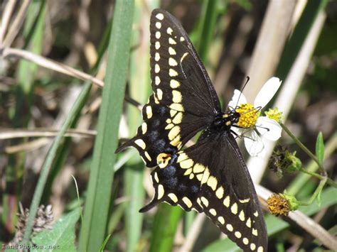Black Swallowtail Butterfly Photo Papilio Polyxenes Iansphotosnet