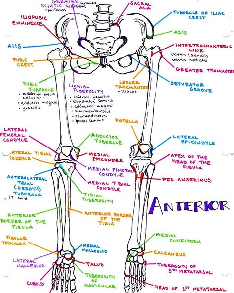 Lower Body Skeletal Anatomy Human Leg Bone Structure Human Anatomy
