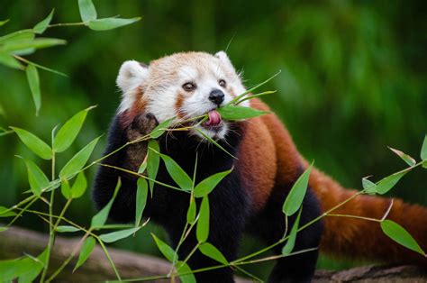 Curious Facts About Red Pandas