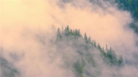 Foggy Forest Trees · Free Stock Photo
