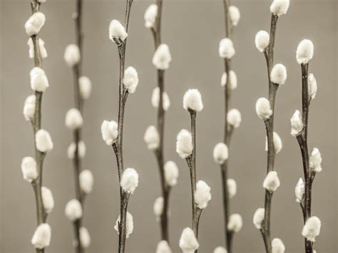 Buy Pussy Willow Twigs Wallpaper Happywall
