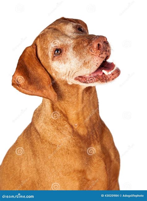 Closeup Of Happy Vizsla Dog Stock Photo Image Of Purebred Isolated