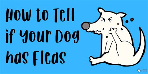 How To Tell If Your Dog Has Fleas Signs And Symptoms Of Infestation
