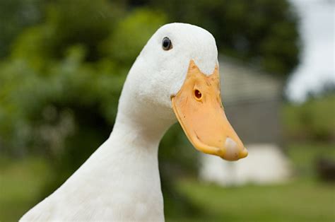 Funny Duck Stock Photo Download Image Now Istock