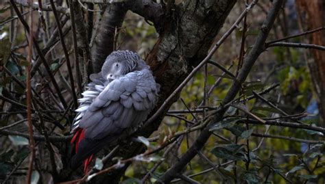 How Do Birds Sleep Explaining Birds Sleeping Habits